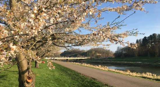 Cherry Trees