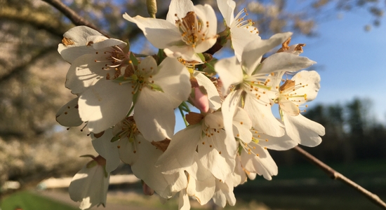 Cherry Trees