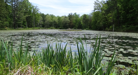 Wahkeena Nature Preserve