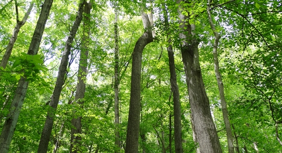 Wahkeena Nature Preserve