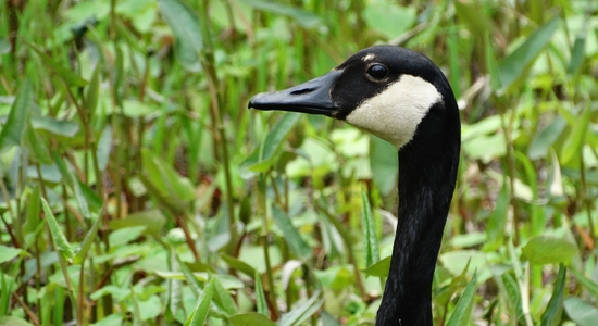 Wahkeena Nature Preserve