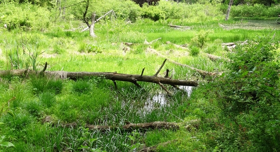 Wahkeena Nature Preserve