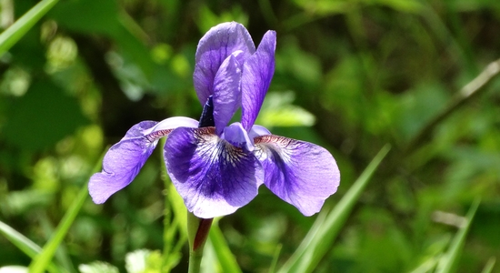 Wahkeena Nature Preserve