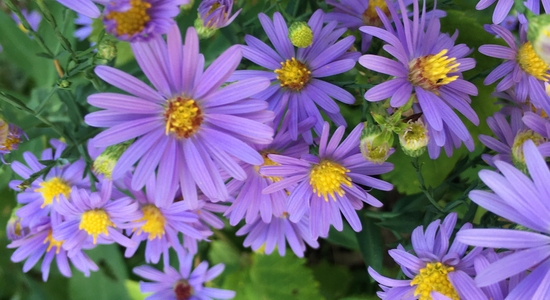 United States Botanic Garden