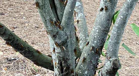 Cicadas