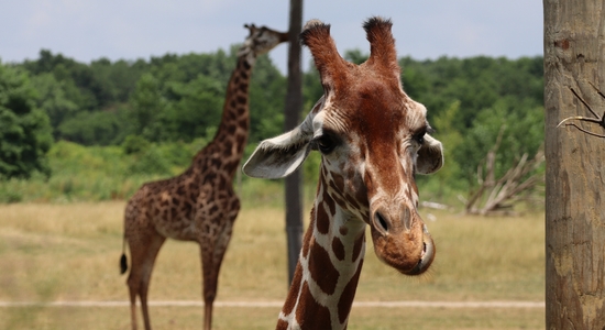 Columbus Zoo