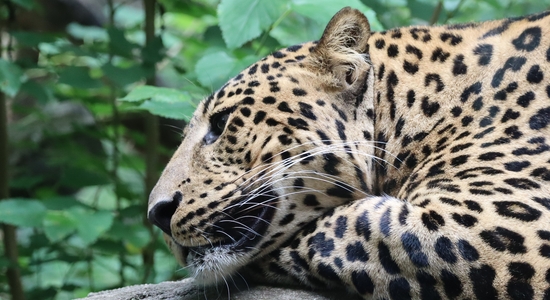 Columbus Zoo