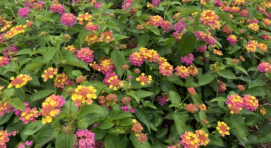 Arboretum at Penn State