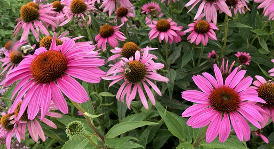 Arboretum at Penn State