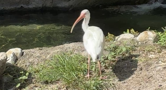 Maharajah Jungle Trek