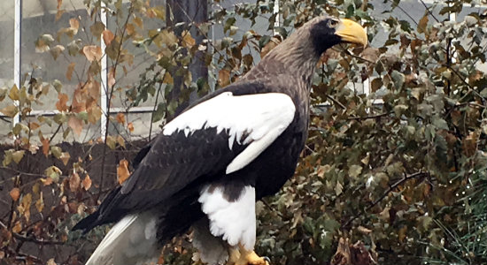 National Aviary