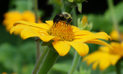 Brooklyn Botanic Garden