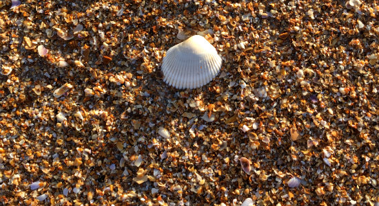 Sand and shells