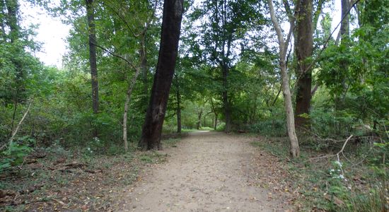 Theodore Roosevelt Island National Memorial