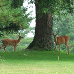 Deer on the golf course
