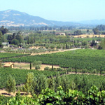 Viansna Winery, Sonoma