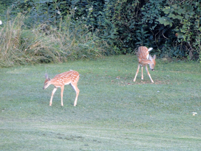White-tailed Deer, Nelsonville, Ohio - 7/17/2010
