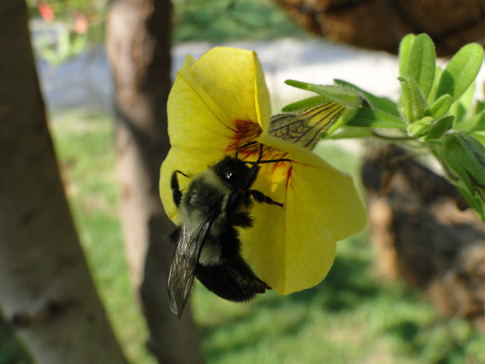 Bumblebee, Nelsonville, Ohio - 8/22/2010