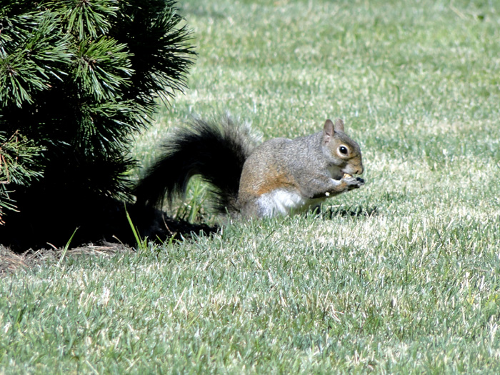 Gray Squirrel, Columbus, Ohio - 7/2/2010