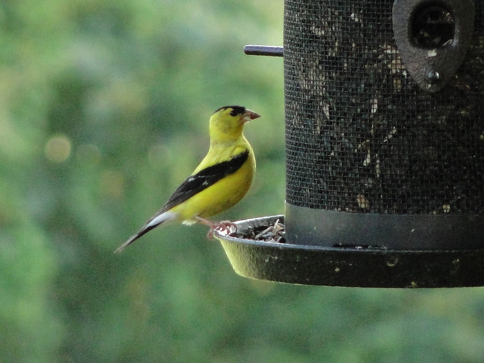 Yellow Finch, Nelsonville, Ohio - 8/22/2010