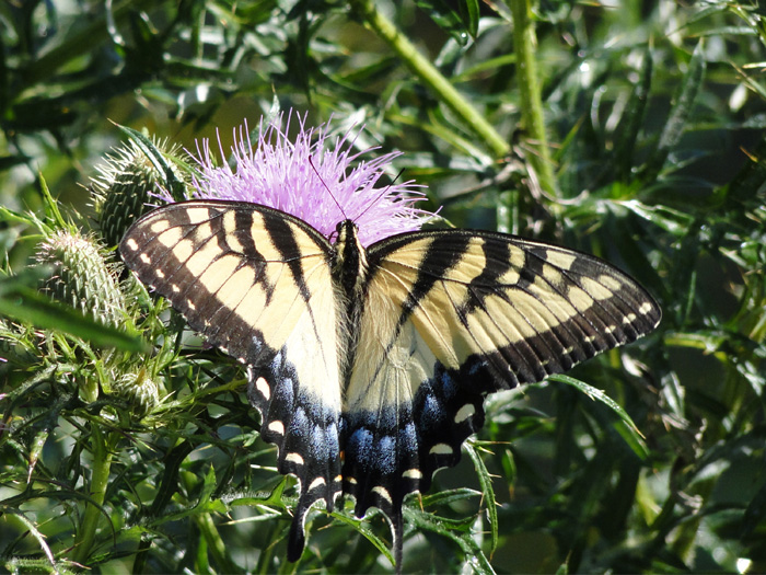 Yellow Monarch, Nelsonville, Ohio - 8/28/2010