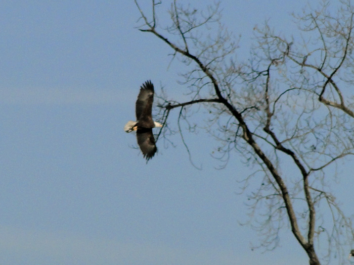 American Bald Eagle, Logan, Ohio - 11/7/2010