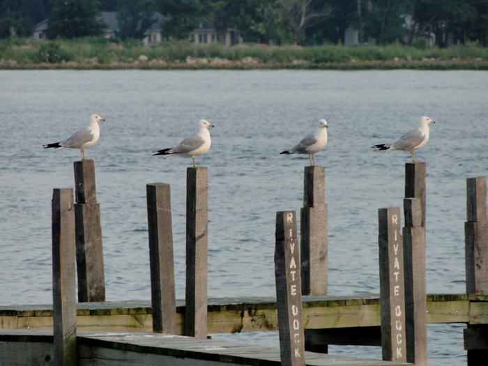 Gulls, Buckeye Lake, Ohio - 7/28/2010