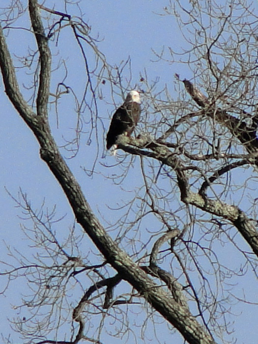 American Bald Eagle, Logan, Ohio - 11/7/2010