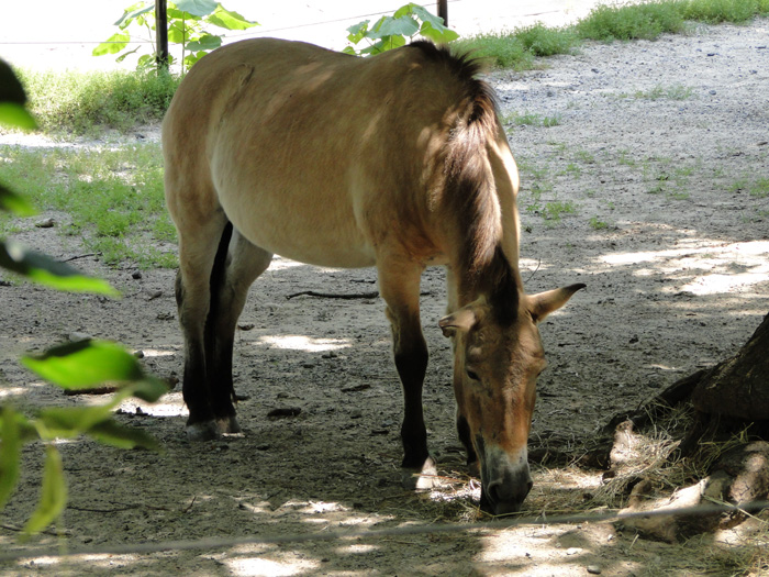 Przewalski's Horse