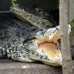 Cuban Crocodiles