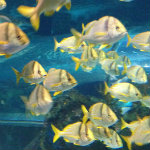 Aquarium of the Smokies