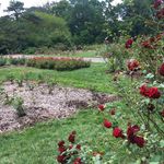 Park of Roses