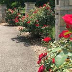 Park of Roses