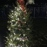 Ohio Christmas Tree