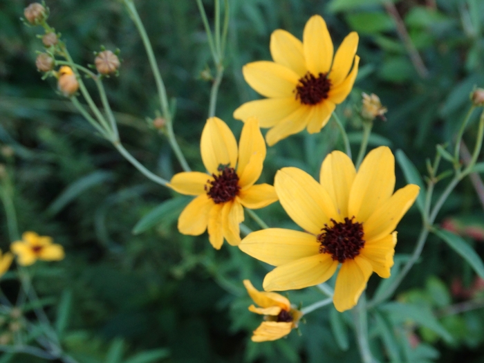 Scioto Audubon Metro Park