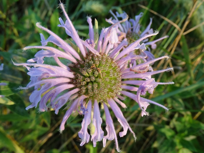 Scioto Audubon Metro Park