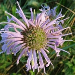 Scioto Audubon Metro Park