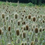 Scioto Audubon Metro Park