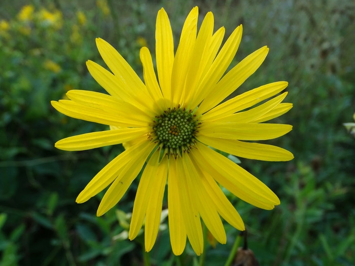 Scioto Audubon Metro Park