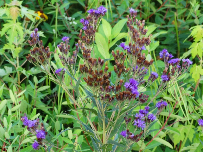 Scioto Audubon Metro Park