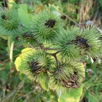 Scioto Audubon Metro Park