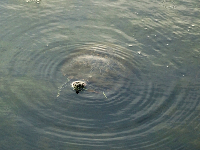 Scioto Audubon Metro Park