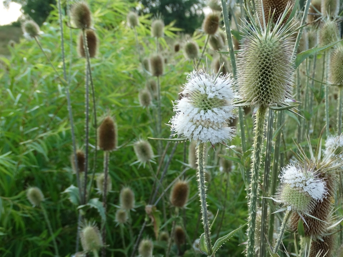 Scioto Audubon Metro Park