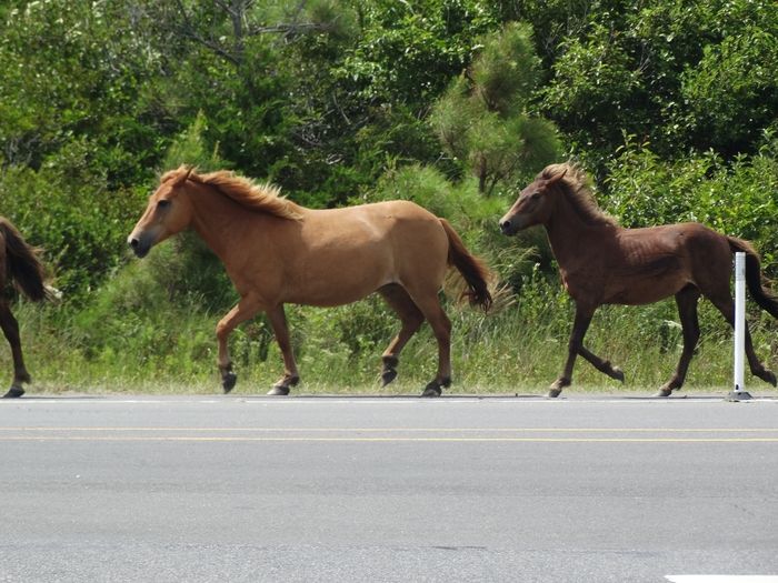 Assateague Island