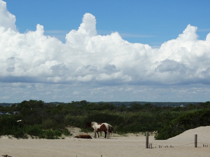 Assateague Island