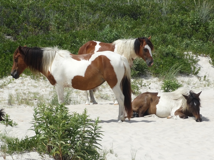 Assateague Island