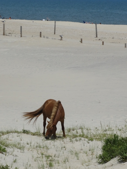 Assateague Island