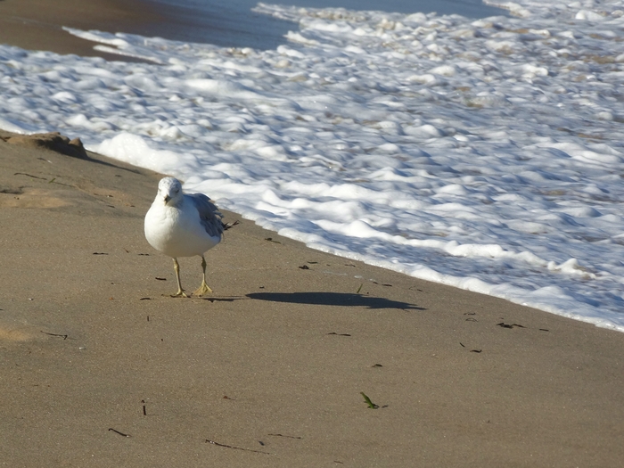 Ocean City