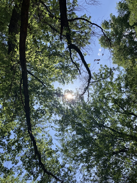 Blacklick Woods Canopy Walk