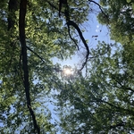 Blacklick Woods Canopy Walk